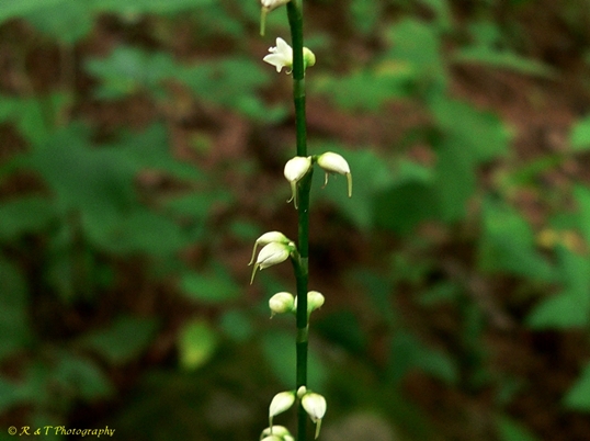 {Persicaria virginiana}